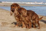 CAVALIER KING CHARLES & KING CHARLES 033